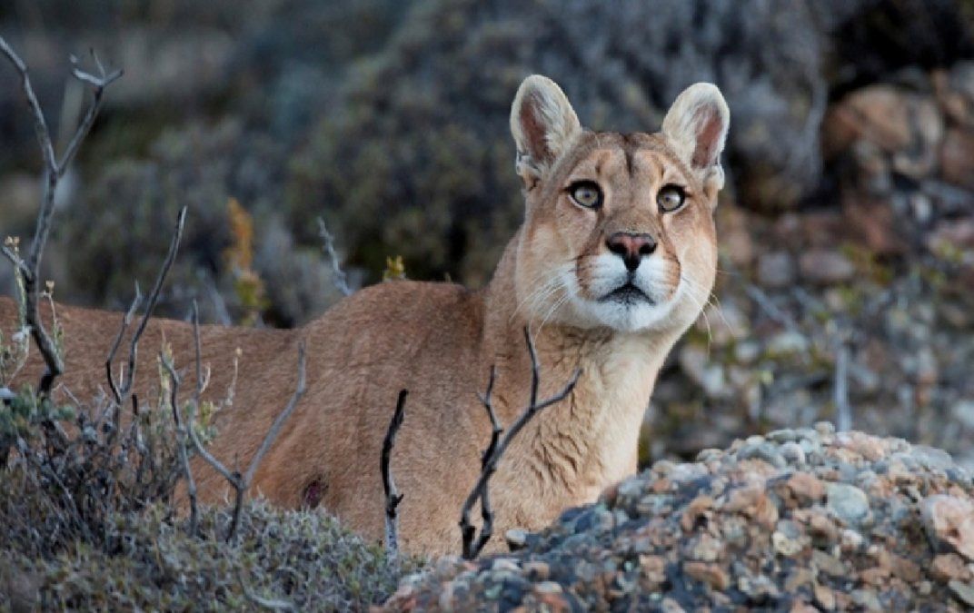 Misiones: atropellaron a un puma dentro del Parque Nacional Iguazú