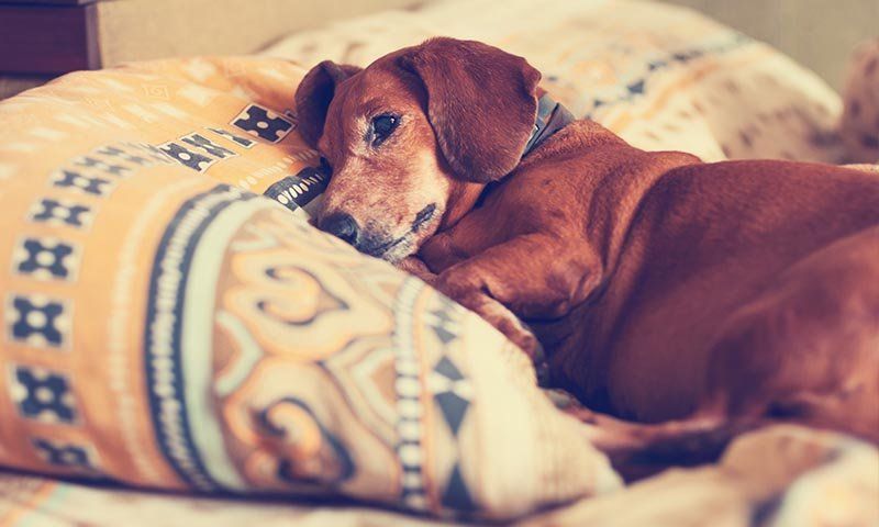 Los perros también padecen alzhéimer