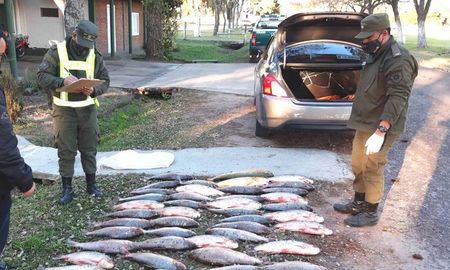 tres detenidos por pesca ilegal y casi mil dorados y sabalos decomisados tres detenidos por pesca ilegal y casi mil dorados y sabalos decomisados