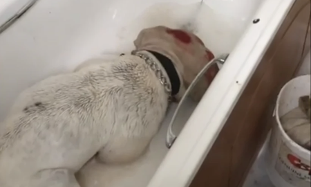 un hombre bano a su perro con lavandina y lo sometio a una brutal golpiza un hombre bano a su perro con lavandina y lo sometio a una brutal golpiza