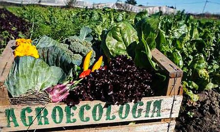 La agroecología es una forma de producir alimentos respetuosa del suelo y de los ciclos naturales. La agroecología es una forma de producir alimentos respetuosa del suelo y de los ciclos naturales.