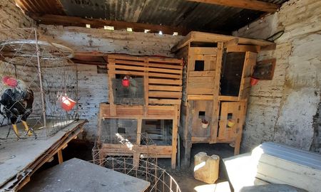 En un allanamiento realizado por la Agencia de Investigación Criminal en calle Teniente Loza al 7000, se encontró un criadero ilegal de gallos de riña. En un allanamiento realizado por la Agencia de Investigación Criminal en calle Teniente Loza al 7000, se encontró un criadero ilegal de gallos de riña.