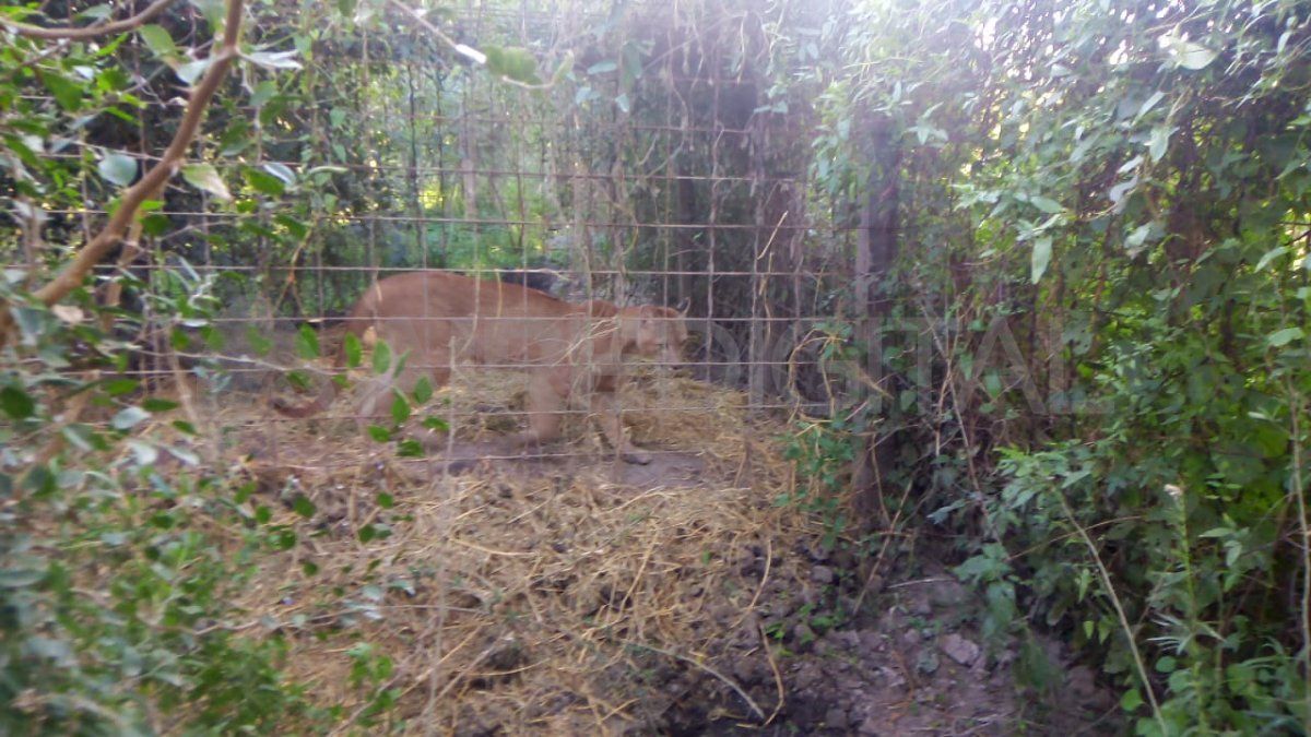 Investiga la causa el fiscal de Coronada Marcelo Nessier. 