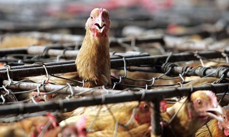 El Senasa confirmó que patos y gallinas hallados muertos en Villa Cañás dieron positivo en gripe aviar. El Senasa confirmó que patos y gallinas hallados muertos en Villa Cañás dieron positivo en gripe aviar.