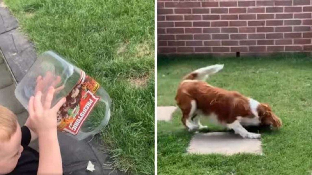 Video viral: nene liberó una mariposa y luego su perro se la comió.