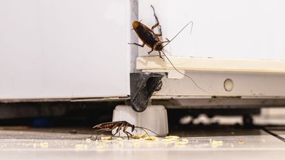 Ni cafetera ni heladera: el electrodoméstico que puede estar lleno de cucarachas