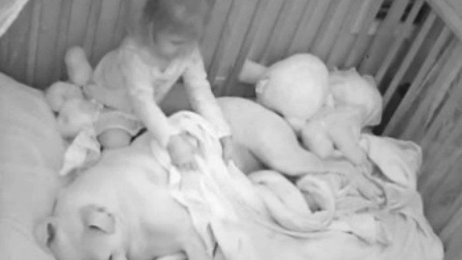 Niña duerme con su perro pitbull para evitar los ataques de ansiedad