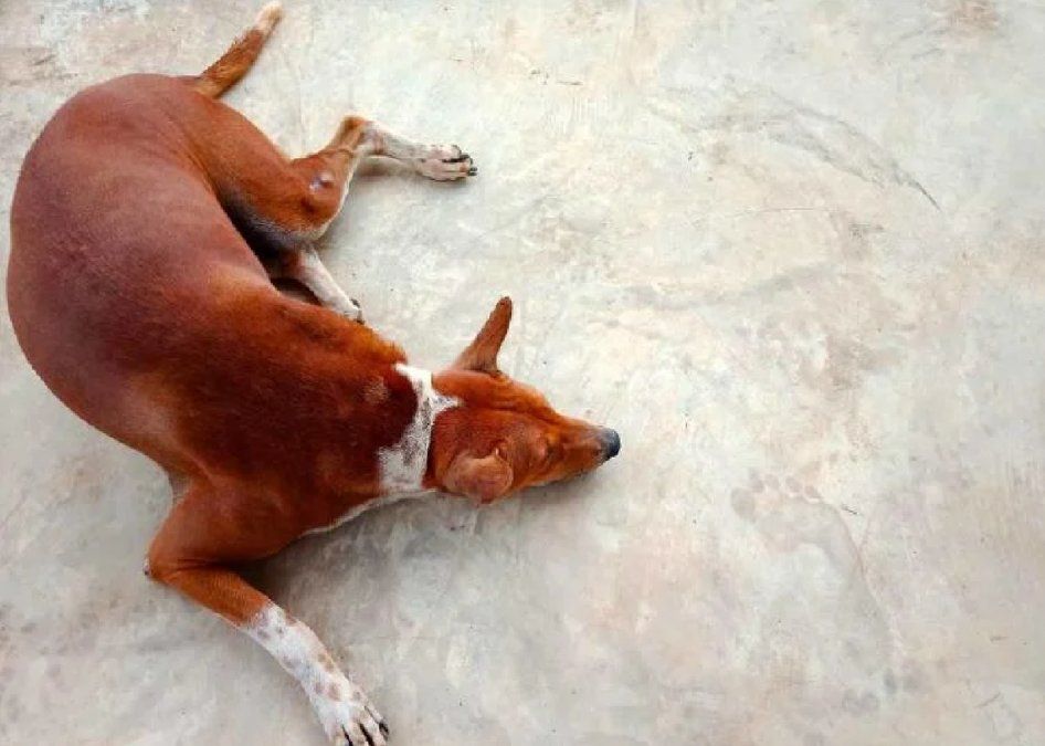 La posición en la que tu perro duerme revela su personalidad