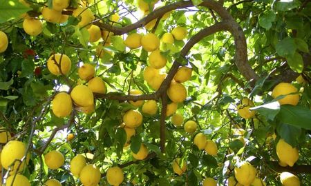 ¿Por qué las hojas del limonero se ponen amarillas y cómo solucionarlo rápido? ¿Por qué las hojas del limonero se ponen amarillas y cómo solucionarlo rápido?