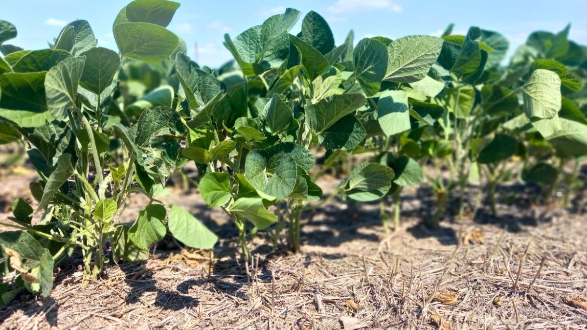 Las recientes lluvias no alcanzaron para revertir el impacto de la sequía en la soja de segunda. Las recientes lluvias no alcanzaron para revertir el impacto de la sequía en la soja de segunda.