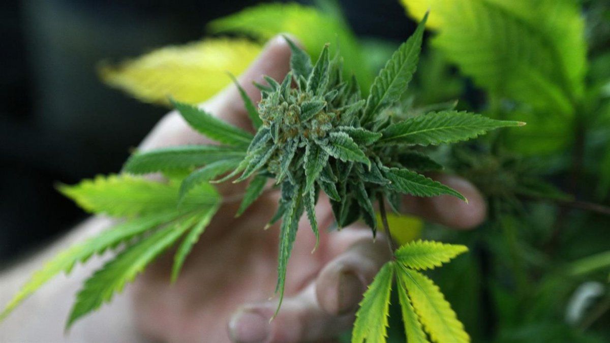 Itatí: tres clanes controlan el mercado de la marihuana en siete provincias