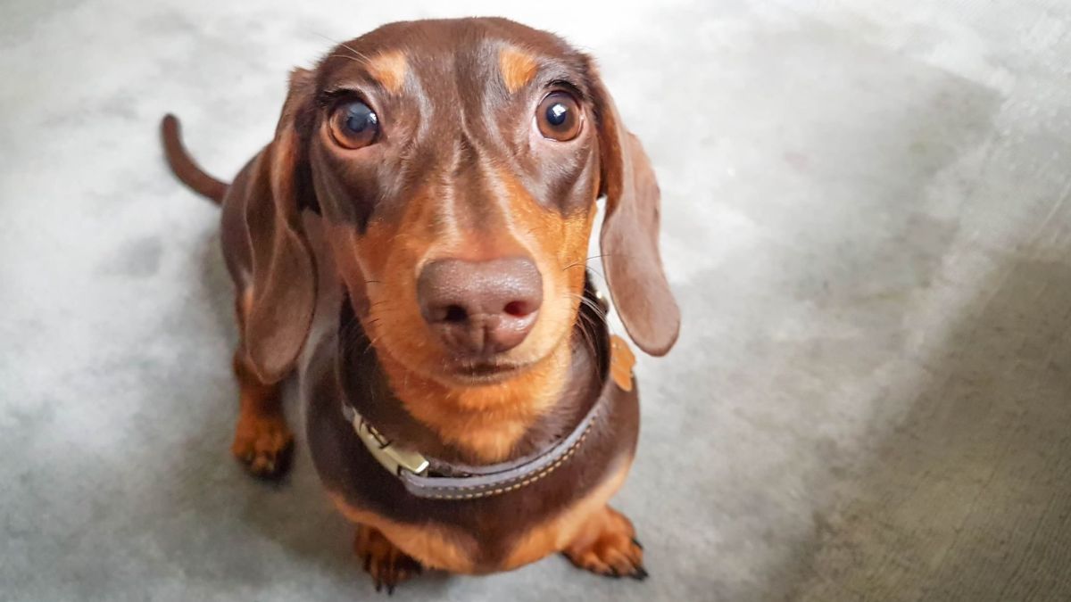 El significado de que tu perro te mire fijamente. El significado de que tu perro te mire fijamente.