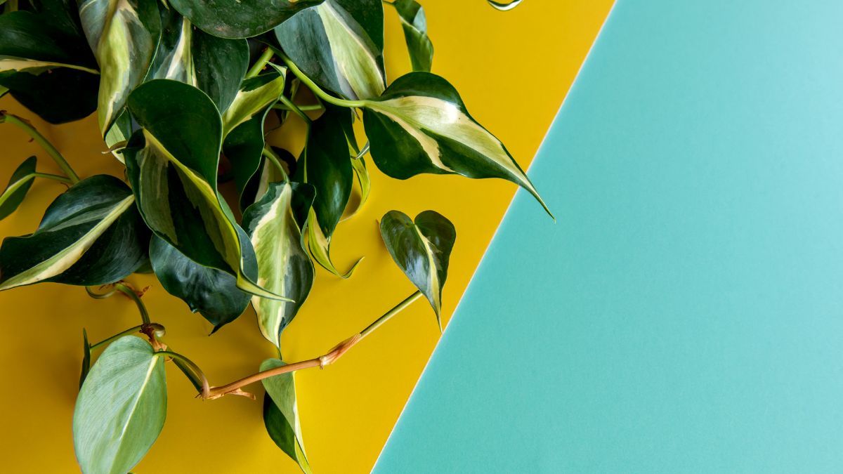 El Philodendron Scandens es una de las plantas de interior más fáciles de mantener. El Philodendron Scandens es una de las plantas de interior más fáciles de mantener. 