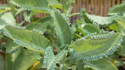 La planta que no necesita riego frecuente y se multiplica sola