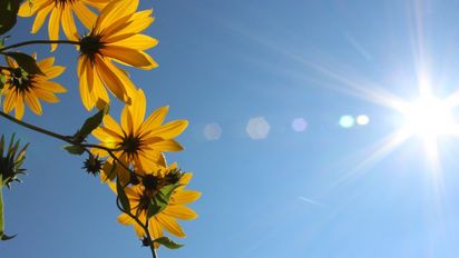 Cómo cuidar las flores en verano: trucos para que no se marchiten con el calor