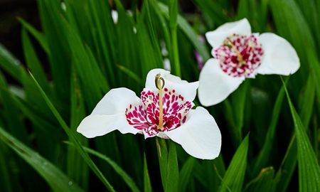 Una flor blanca ideal para sumar frescura al jardín durante los días más calurosos. Una flor blanca ideal para sumar frescura al jardín durante los días más calurosos.
