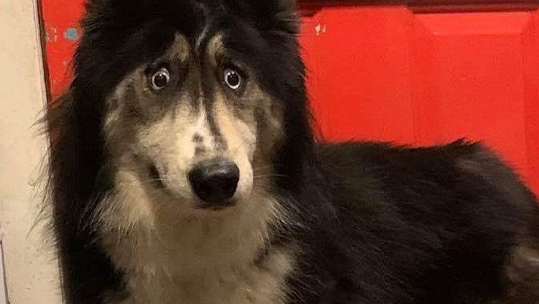 Nadie quería adoptar a esta husky siberiana por su extraña mirada y ahora todos se enamoran de ella