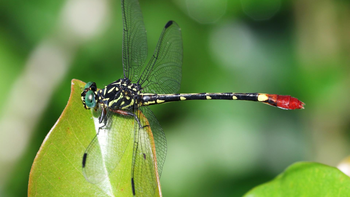 Qué significa ver una libélula