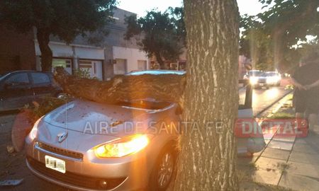 una enorme rama cayo sobre dos autos en macrocentro una enorme rama cayo sobre dos autos en macrocentro