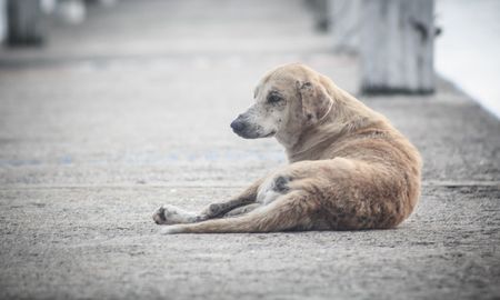 Aire de Santa Fe | perros callejeros.jpg