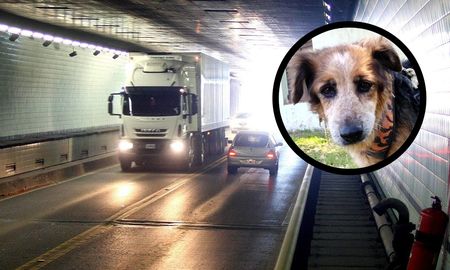 Una pareja de Paraná rescató una perrita en pleno Túnel Subfluvial. Una pareja de Paraná rescató una perrita en pleno Túnel Subfluvial.