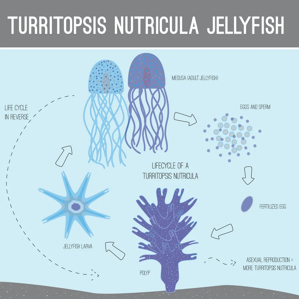 Científicos descubrieron la ruta “Polycomb” y el aumento de la expresión de genes relacionados con la vía de pluripotencia celular
