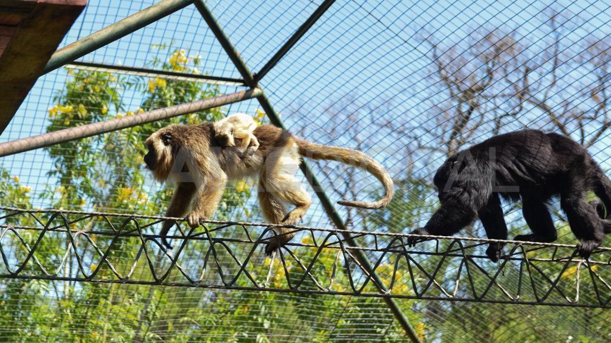 Desde AIDA, y otras organizaciones, demuestran rechazo al turismo educativo.