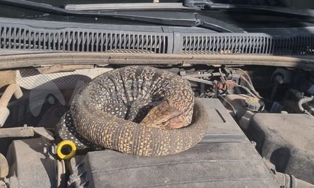 El lagarto overo apareció en el motor de un auto estacionado en Riobamba y Alberti, en pleno barrio Guadalupe. El lagarto overo apareció en el motor de un auto estacionado en Riobamba y Alberti, en pleno barrio Guadalupe.