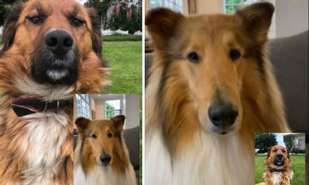 Dylan, el perro de Alberto Fernández, saludó a Brownie, la mascota de Gabriel Boric Dylan, el perro de Alberto Fernández, saludó a Brownie, la mascota de Gabriel Boric
