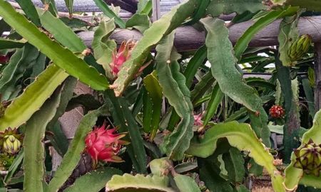 pitaya en concordia: una alternativa al arandano en entre rios pitaya en concordia: una alternativa al arandano en entre rios
