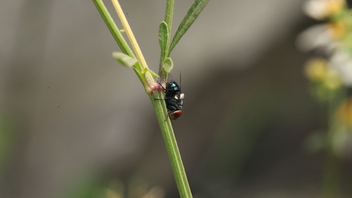 Por qué aparecen mosquitas en las plantas