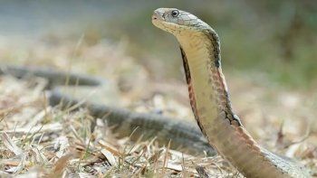 les saco una foto a sus hijos sin observar que habia una serpiente cerca de ellos les saco una foto a sus hijos sin observar que habia una serpiente cerca de ellos
