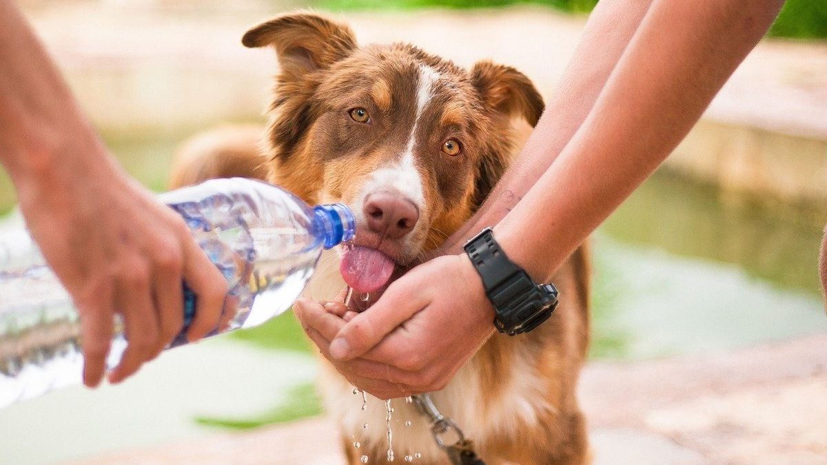 Consejos para proteger nuestras mascotas del calor