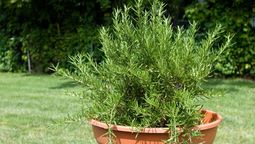 Cómo hacer para que la planta de romero esté siempre verde y firme.