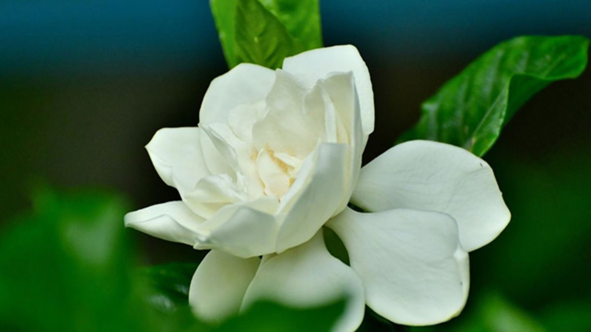La planta que da un aroma único y es fácil de cuidar.&nbsp;