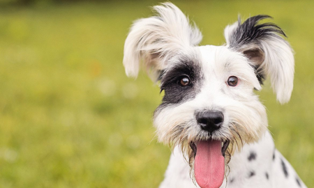 Acariciar a tus mascotas ayuda a reducir la anisedad y el estrés. Acariciar a tus mascotas ayuda a reducir la anisedad y el estrés.