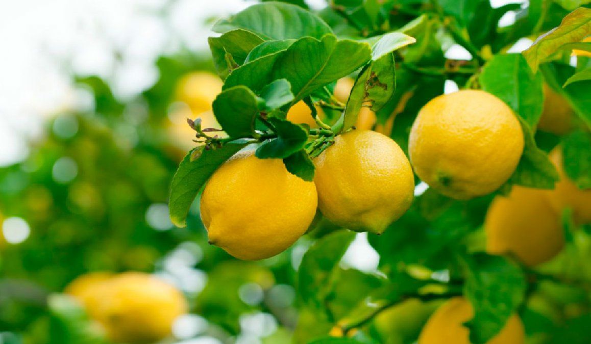 Cómo plantar un árbol de limón en casa en pocos pasos