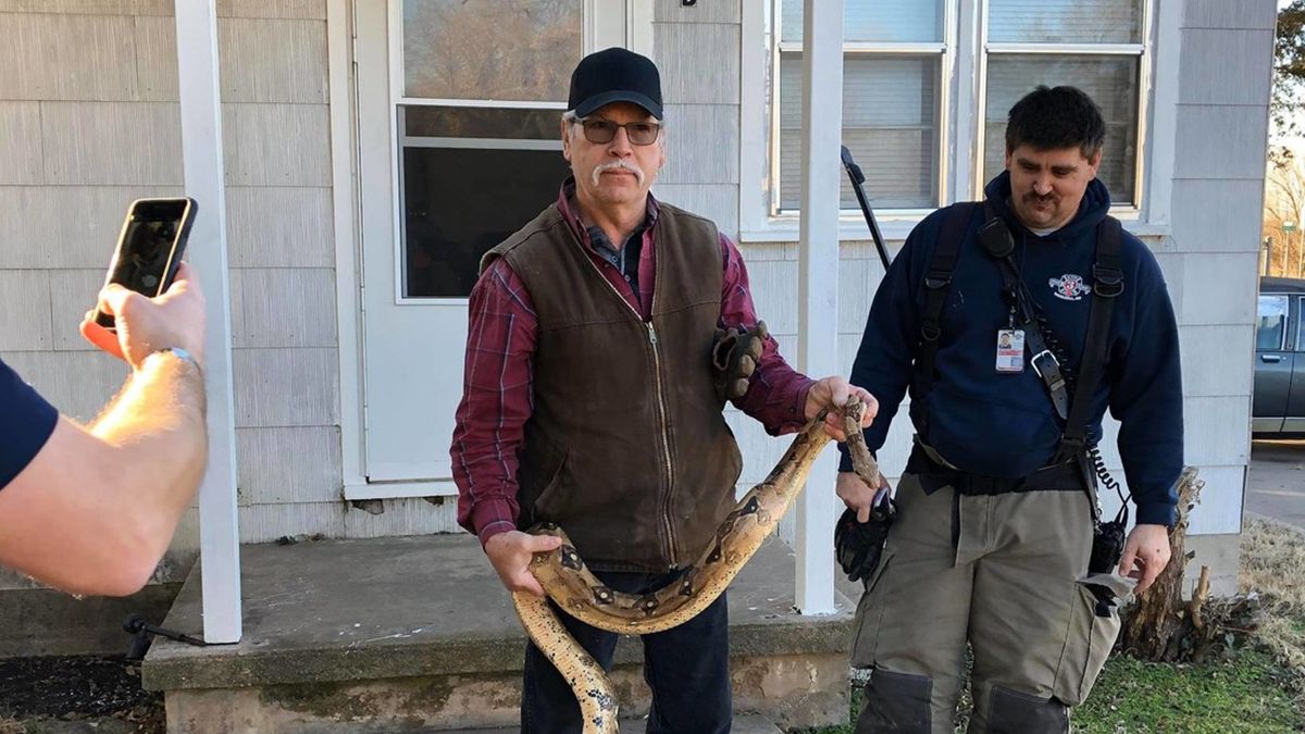 Buscaba sus llaves en el sofá y encontró una boa constrictor de dos metros