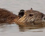 La nutria criolla o coipo es un animal autóctono de los humedales de sudamérica. La nutria criolla o coipo es un animal autóctono de los humedales de sudamérica.