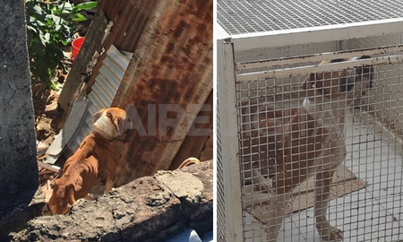 Rescataron cuatro perros en condiciones deplorables en barrio Los Hornos. Rescataron cuatro perros en condiciones deplorables en barrio Los Hornos.