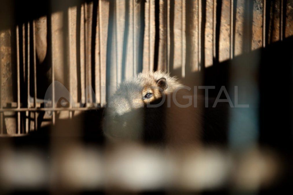 Carpincho secuestrado en un predio rural de Maggiolo por la Brigada de Control Ambiental, el 14 de junio último.