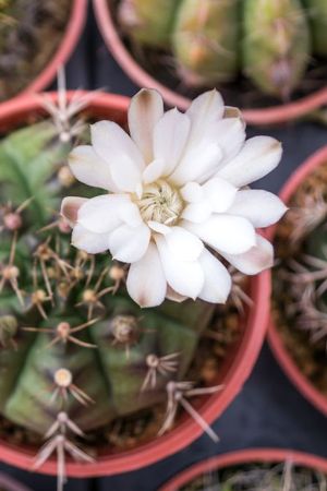Parece un cactus común, pero una vez al año sorprende con flores gigantes y muy perfumadas.
