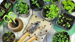 altText(Estas son las plantas aromáticas que crecen mejor en verano: cómo cuidarlas)}