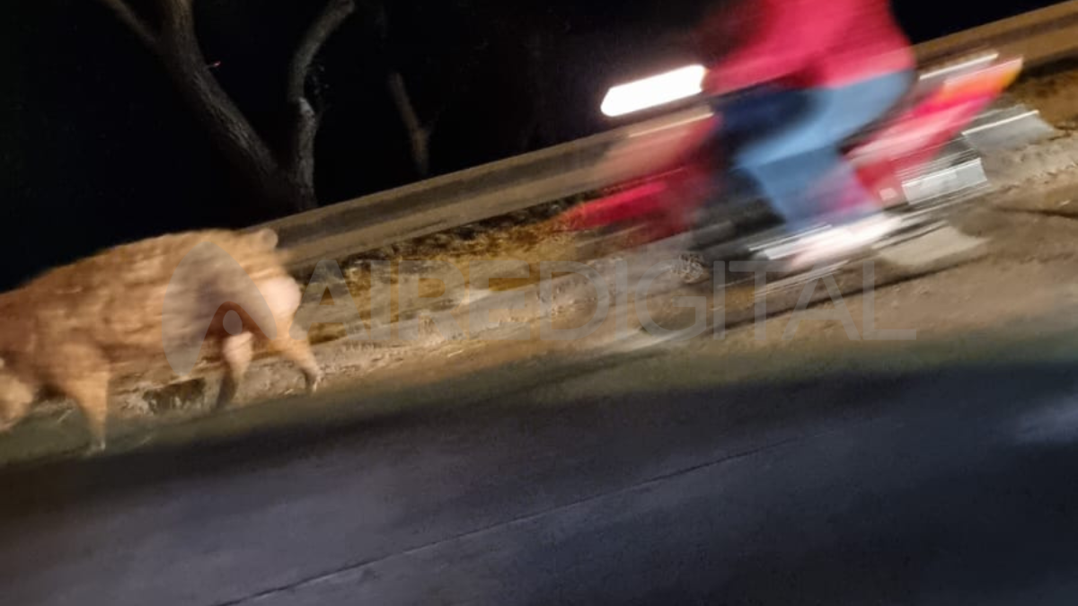 &nbsp;El animal deambulaba a la altrua del ingreso al Puente Carretero entre Varadero Sarsotti y Cilsa.
