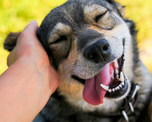 Qué significa acariciar a un perro según los últimos descubrimientos de la psicología. Qué significa acariciar a un perro según los últimos descubrimientos de la psicología.