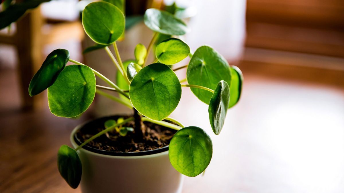 La Pilea peperomioides es una de las especies más buscadas en decoración de interiores por su estética minimalista y su simbología de prosperidad.