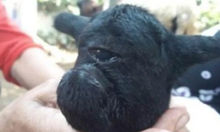 Ocurri&oacute; en indonesia, naci&oacute; con un solo ojo y se volvi&oacute; viral.