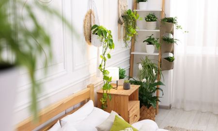 Antes de sumar verde al dormitorio, conviene saber que ciertas especies no se adaptan bien a este espacio. Antes de sumar verde al dormitorio, conviene saber que ciertas especies no se adaptan bien a este espacio.