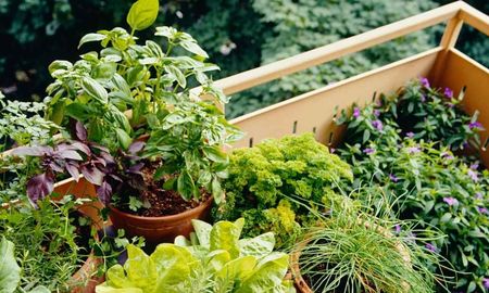 Cultivar aromáticas en casa es una opción económica y accesible, incluso en espacios reducidos. Cultivar aromáticas en casa es una opción económica y accesible, incluso en espacios reducidos.