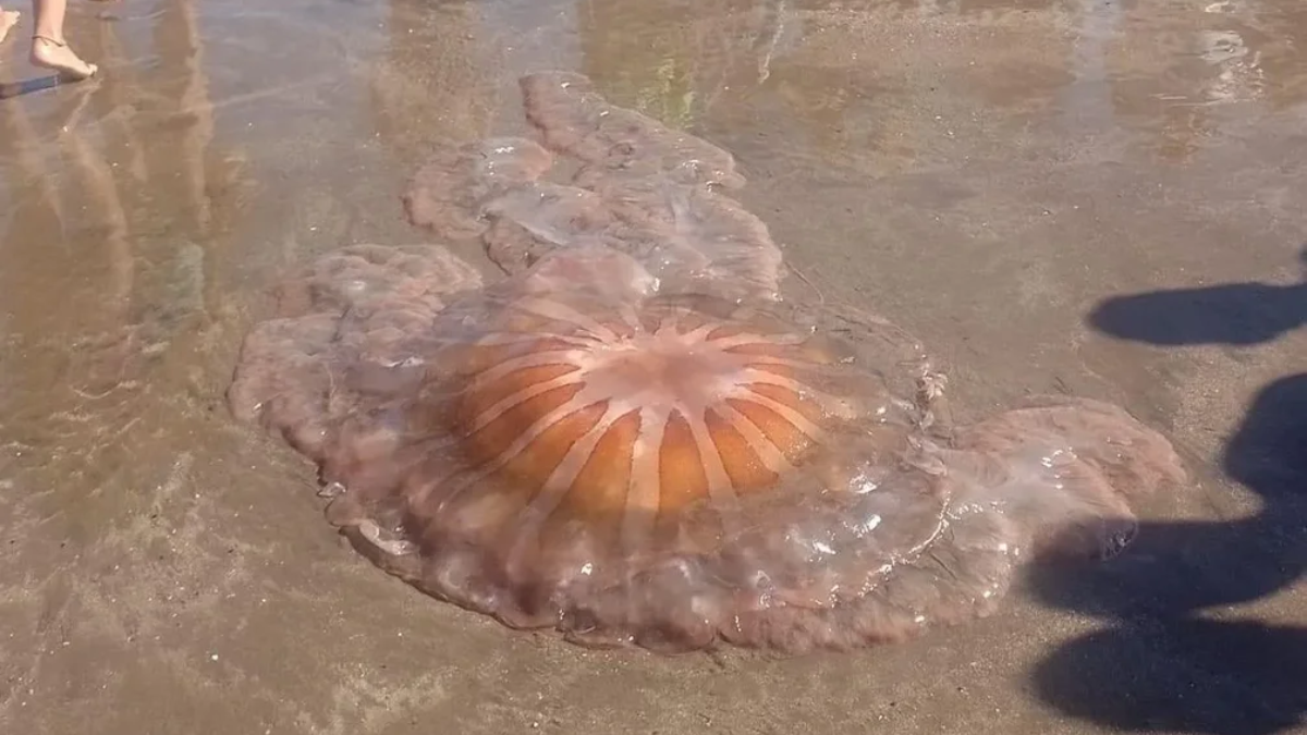 Apareció un medusa gigante en Los Acantilados